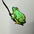 Froschkönigin (handgezeichnet)